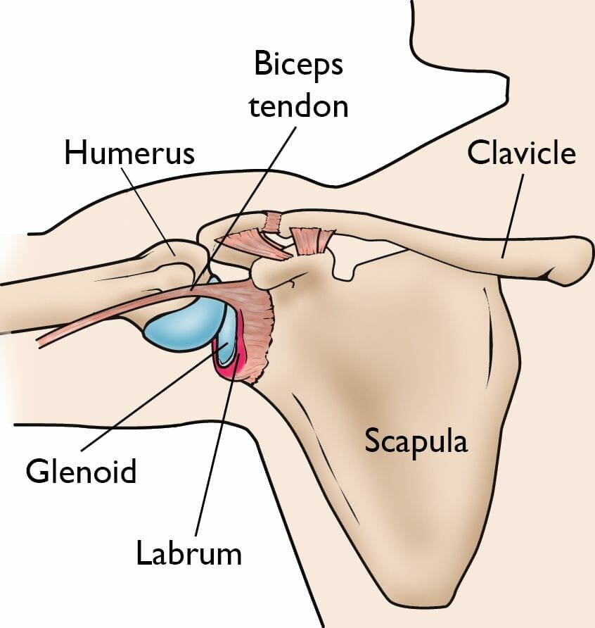 information diagram showing humerus biceps tendon, clavicle, glenoid, labrum, and scapula in slap tear demonstration